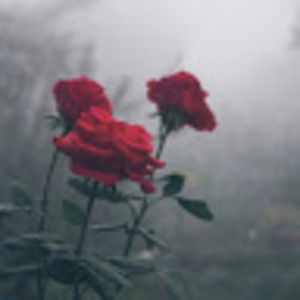 Meet your Posher, Kabina